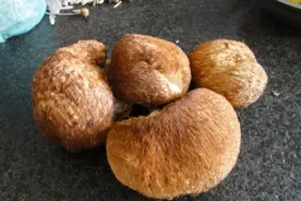 让猴头菇成为家常菜 沪开展鲜食猴头菇中试生产图片