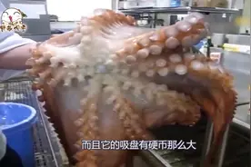 巨型大章鱼触须比手臂还粗，切成片后还在动视频封面