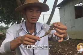 这种动物头部可以变色，湛江人都叫雷公狗，这和狗是亲戚吗