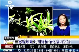 雾霾频繁 巧用绿植净化室内空气视频封面