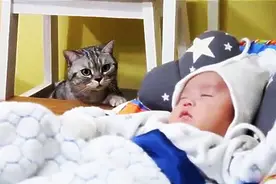 5只小猫咪发现家中的新成员时，惊慌失措又好奇的爆笑反应萌翻了图片