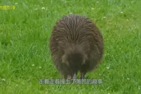 中国发现类似[新西兰几维鸟]鸟类，大家认识吗？视频封面