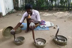 精彩实拍：印度耍蛇人对着毒蛇吹笛子，毒蛇立马摇摆跳舞视频封面