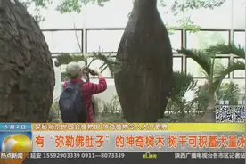 见血封喉亮相世园会 树皮内分泌的汁液有剧毒视频封面
