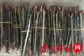 句容天王山民“赶山”发药财 “靠山吃山”成千上万蜈蚣送财来图片