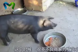 公猪肉真的不能吃？今天终于知道为啥了
