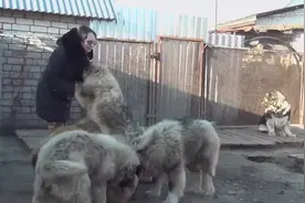 俄罗斯大妈一口气养了6只巨型高加索犬，这一天得吃多少饭啊！视频封面