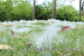 南宁：天空飘落白“雪花” 市民遇之如捡宝视频封面