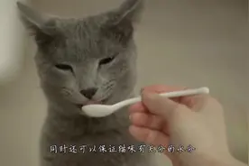 猫咪缺水却又不喝水，怎么办呢？不妨试试这个立竿见影的方法视频封面