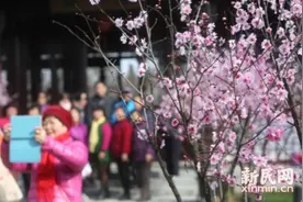 上海梅花节开幕 40000余株梅花将陪伴市民43天图片