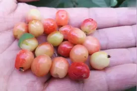 小伙山里发现了“野樱桃”，用来泡酒能预防关节炎，延年益寿视频封面