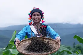 云南越高端的普洱茶越是用脚踩出来的？视频封面