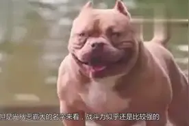 不灭的斗志！美国恶霸犬VS比特犬，谁打架更厉害？主人都不敢接近视频封面