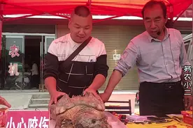农村小伙见到80岁的鳄鱼龟，竟然还有神奇功效，看完你感觉呢