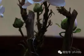 花开盛世图片