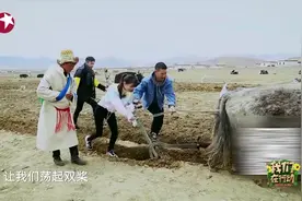 杨颖、俞灏明西藏扶贫高原耕地，蒲巴甲被牛牵着跑表情管理失控视频封面