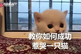 教你如何成功惹哭一只猫