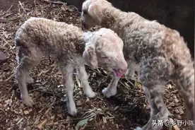 养羊小伙花一百元买了两只羊羔，这样的小羊你敢要吗？