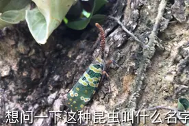 梁哥在龙眼树上发现一种长相特别的昆虫，不知你们叫它什么名字？视频封面