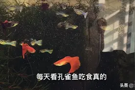 孔雀鱼小鱼苗每天这样喂食 长得特别快 一个月就发出漂亮的颜色视频封面