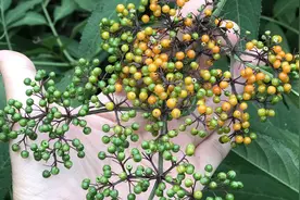 农村有种“接骨草”，是跌打损伤的良药，你认识吗？视频封面