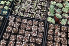多肉土壤里的白色小粒粒是什么？视频封面