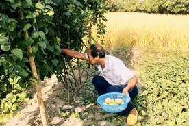 金秋丰收季，广东阳江小雪家去摘首批百香果做尝鲜，满满的喜悦感视频封面