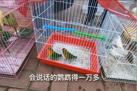 孩子说想买个会说话的鹦鹉每天叫他起床，一问一万三一只！