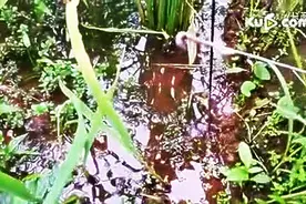 又见民间高手钓黄鳝，手法娴熟，收获满满图片