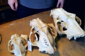 猫、猞猁、豹子的头骨大小对比，可以看到猞猁比豹子小不了多少视频封面