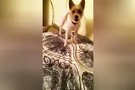 主人刚敷上面膜，狗狗看了一眼之后，瞬间崩溃了，吓死狗狗了图片