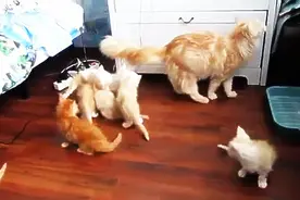 猫妈妈起跳失手，吓坏小猫猫们了！图片