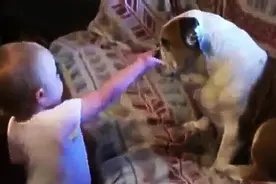 受不了！小主人碎碎念个不停，斗牛犬只好倒下装死图片