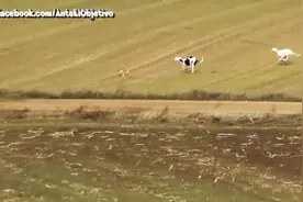 实拍：猎犬追捕野兔，野兔为了逃命拼尽全力！看得好紧张！图片