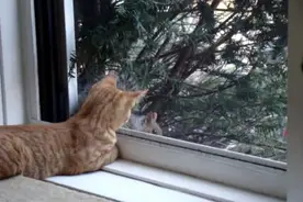 这只小松鼠竟然在猫咪面前坐下来吃东西，甚至还时不时凶一下猫咪图片