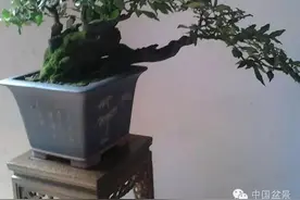 盆景佳作欣赏与翻盆策略图片