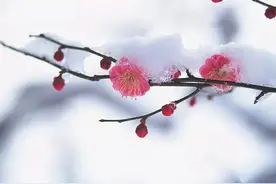 株洲早春赏花地儿大汇总，这周末一起去踏青吧！图片