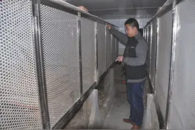 巴中一80后小伙养蛇5年  手指被咬了10几次图片