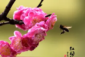芜湖红梅开，附赏梅地点图片