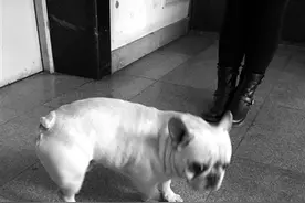 电梯从11楼坠到负一楼 阿姨和法斗犬被困半小时图片
