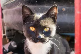 因为被猫咪救了一命 这个人遭到法国人民的神吐槽！图片