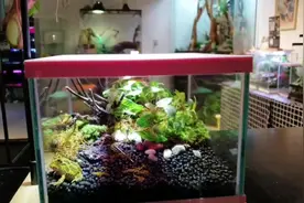 5分钟造景系列之角蛙饲养箱视频封面