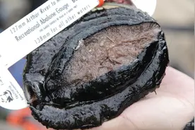 如何徒手捕捉附在岩石表面的澳洲鲍鱼视频封面