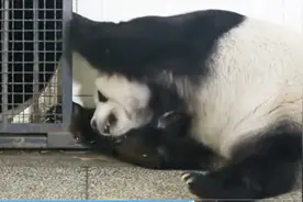 大熊猫夜里梦见了刚出生的宝宝，暴躁的怒砸铁笼，想要越狱视频封面