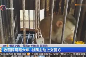普洱饲养国家一级保护动物豚尾猴六年多，今忍痛上交国家视频封面
