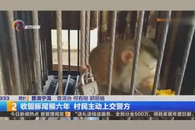 普洱饲养国家一级保护动物豚尾猴六年多，今忍痛上交国家视频封面
