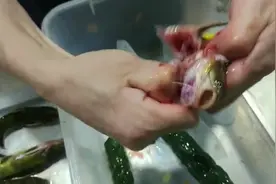 黄鸭叫又名黄骨鱼很好吃你会杀吗？看大厨是怎么杀的吧？视频封面