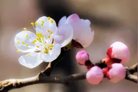 泰安春季赏花全攻略 你准备好被一大波花海迷醉了吗图片