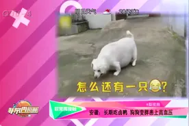安徽：长期吃卤鸭 狗狗变胖患上高血压视频封面