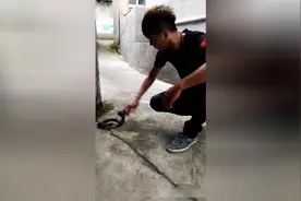 小伙殴打眼镜蛇，结果被毒液喷到了，会瞎吗？视频封面